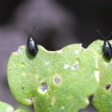 Rotkvica ostavlja u rupi: šta učiniti, kako obraditi, fotografija, ...